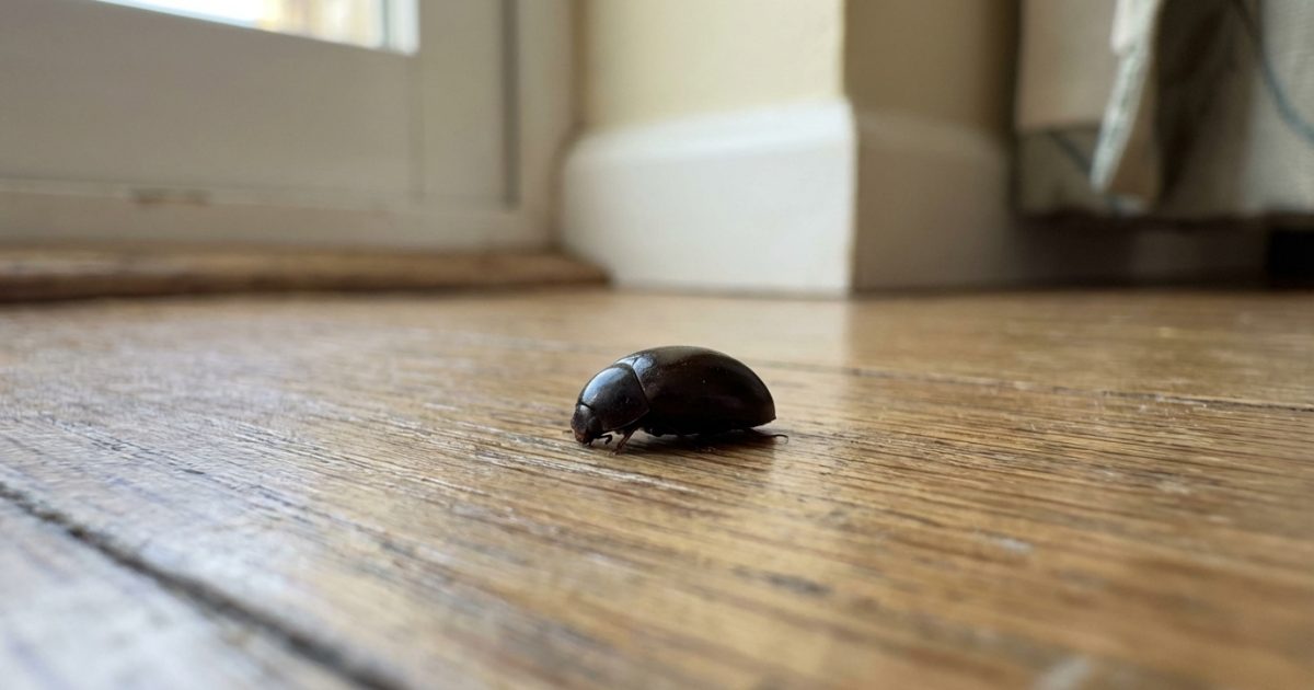 Petit insecte noir et rond dans la maison : c’est quoi et comment l’éliminer