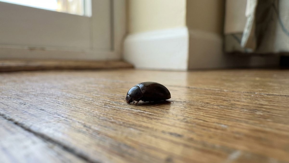 découvrez l'identité du petit insecte noir et rond que vous trouvez dans votre maison, ainsi que des méthodes efficaces pour s'en débarrasser rapidement et durablement.