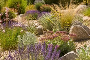Les plantes vivaces plein soleil qui tiennent vraiment sans arrosage constant
