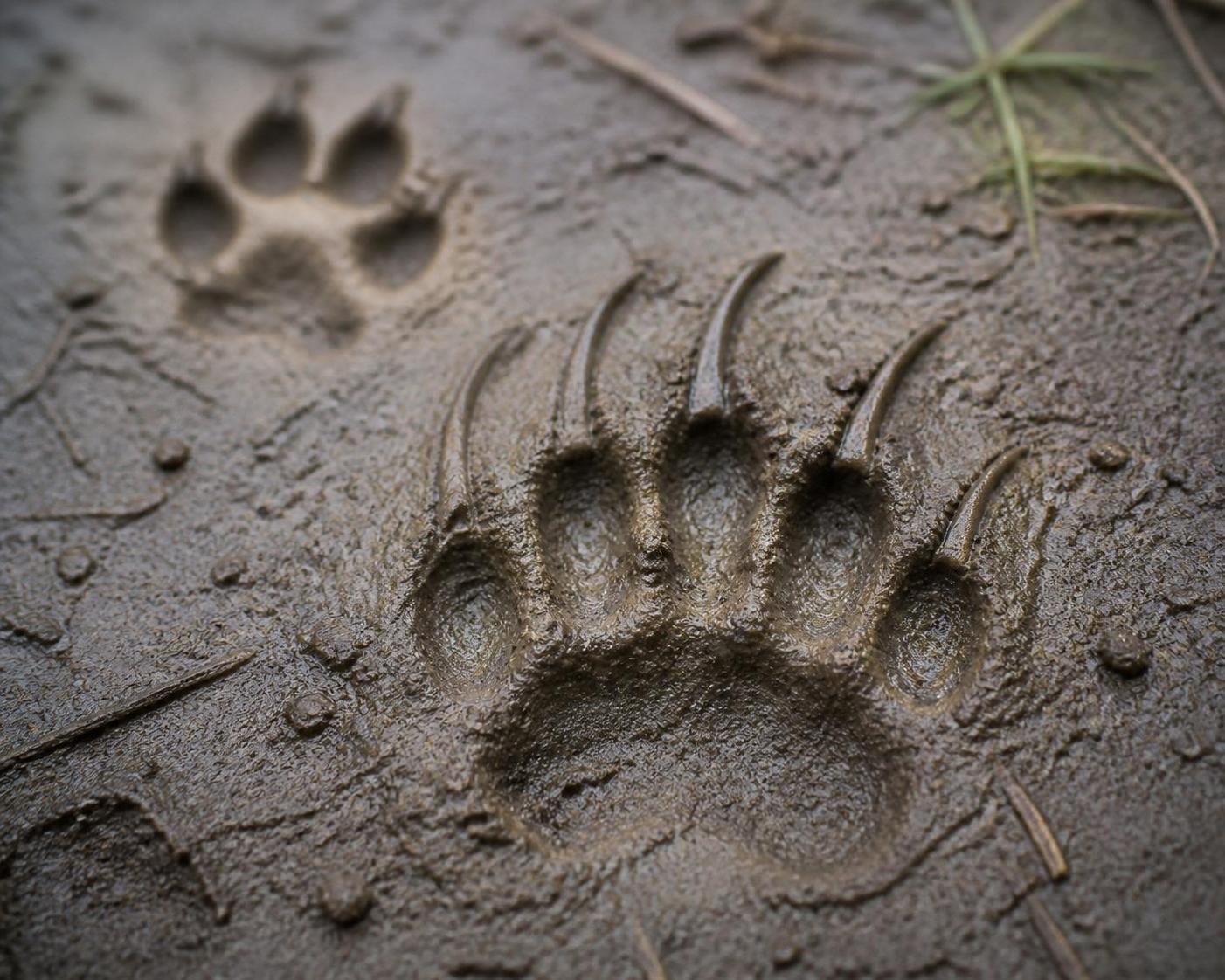 apprenez à identifier une empreinte de blaireau dans la terre ou la boue et à la distinguer facilement des traces d'autres animaux grâce à nos conseils détaillés.