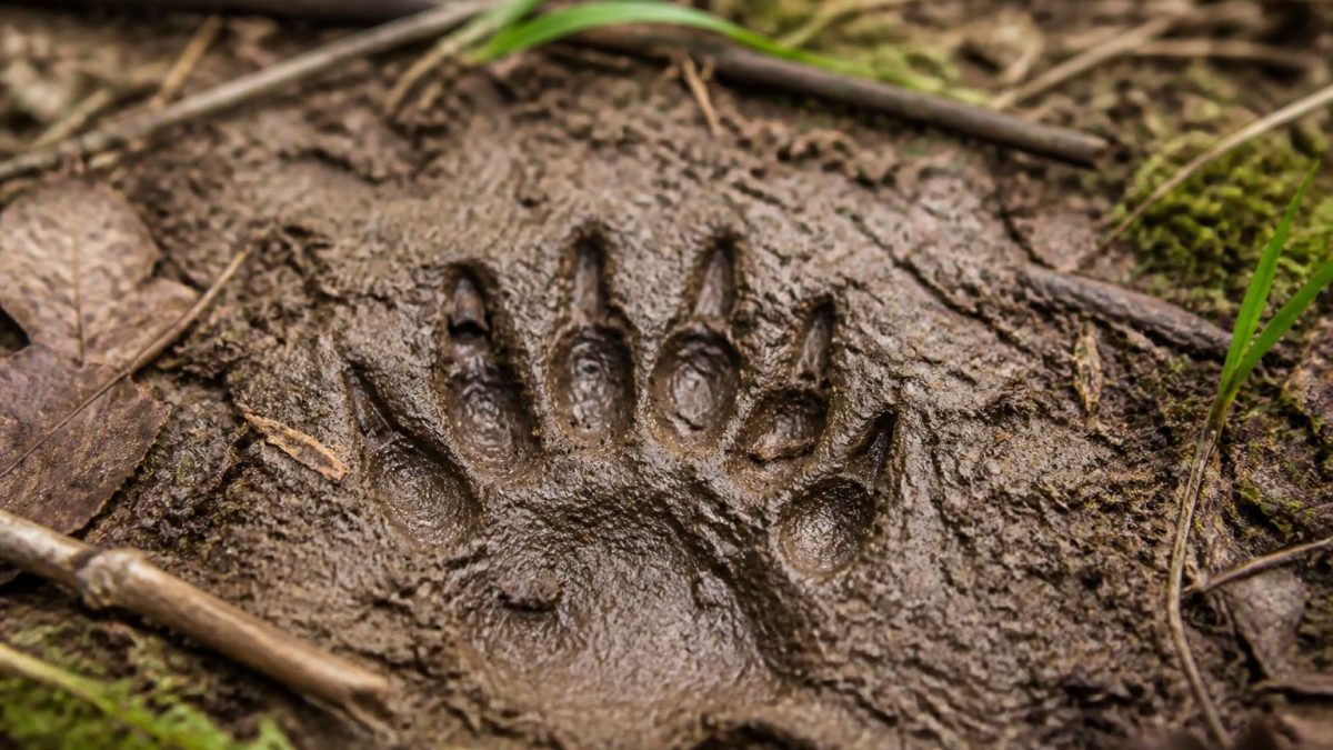 apprenez à identifier une empreinte de blaireau dans la terre ou la boue grâce à nos conseils pratiques pour ne pas la confondre avec d'autres traces animales.
